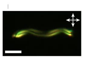 Open access visualization of Microscopy, POM, 2 M