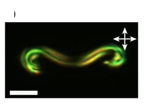 Open access visualization of Microscopy, POM, 2 M