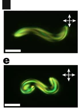 Open access visualization of Microscopy, POM, 2 R