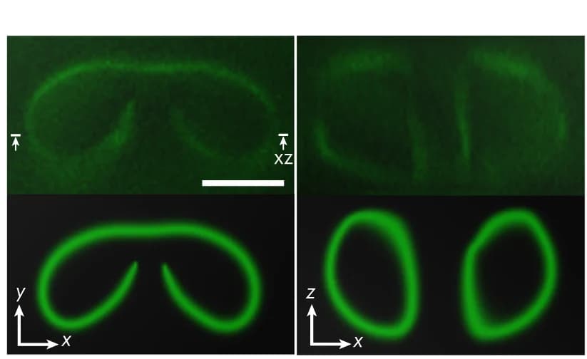 Open access visualization of Microscopy, 3PEF-PM Images, 2 M, Circular Polarizations, Computer Simulation