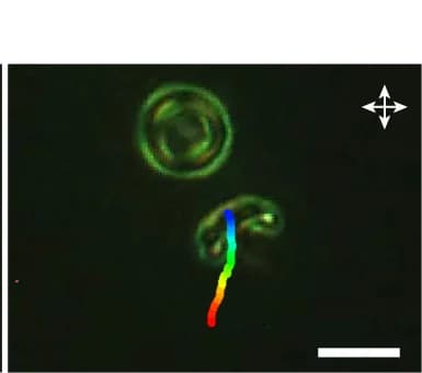 Open access visualization of Microscopy, Line Plot, Co-propelling Motions, Hopfion