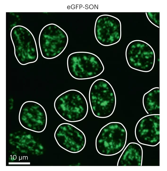 Open access visualization of Microscopy, iPSCs, eGFP-SON, Three Dimensions, Nuclear Outlines