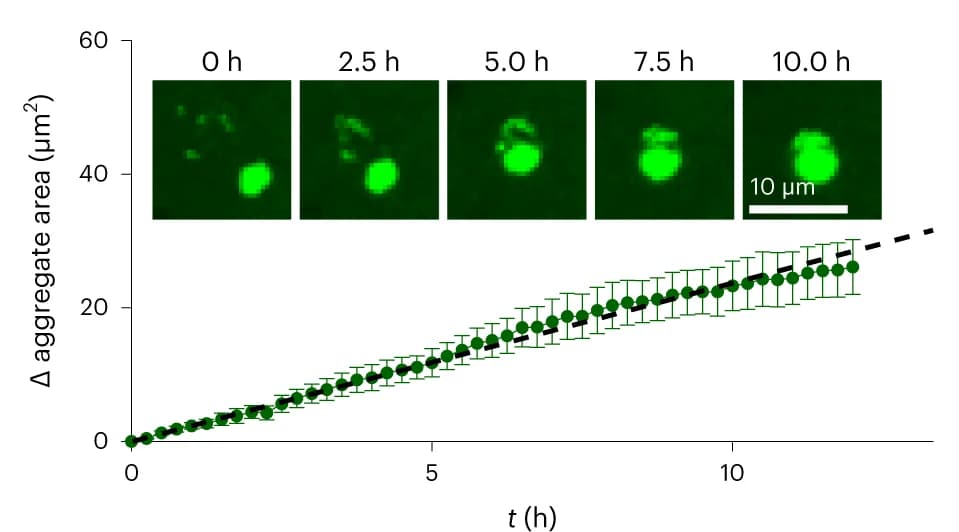 Open access visualization of Line Plot, Error Bars, Microscopy, eGFP-Htt-Q73, Aggregates