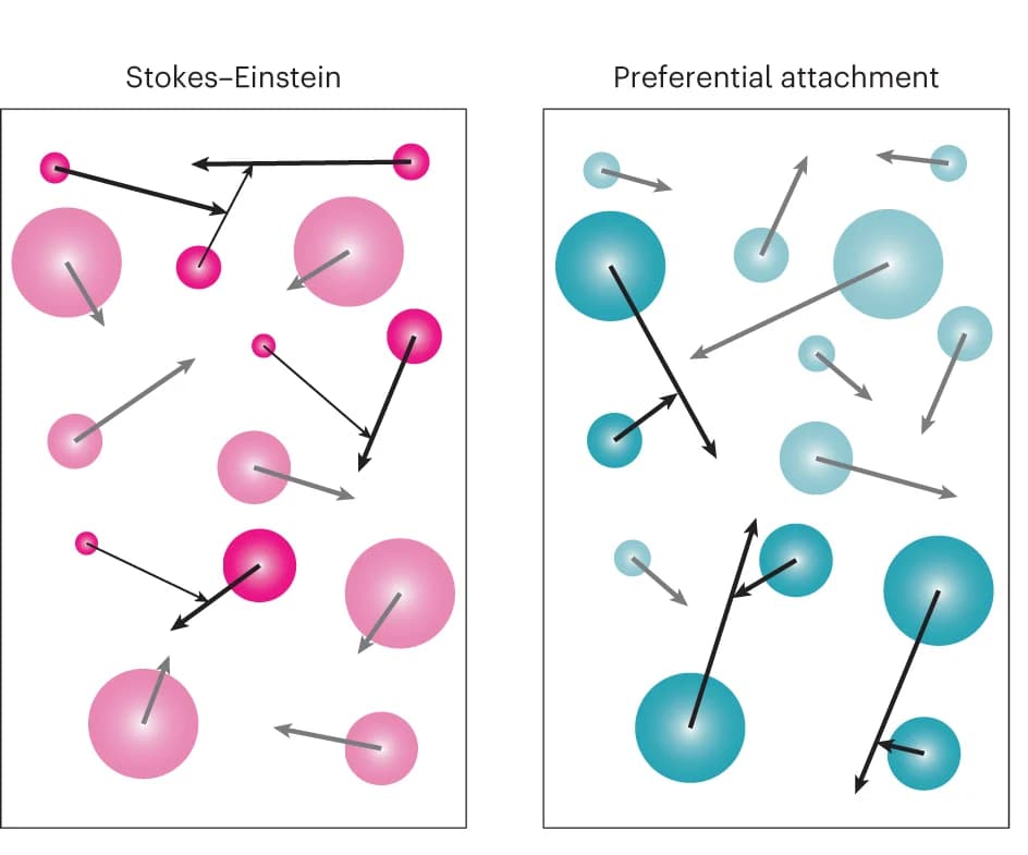 Open access visualization of Illustration, Schematic, Preferential Attachment, Stokes-Einstein Diffusion, Condensates