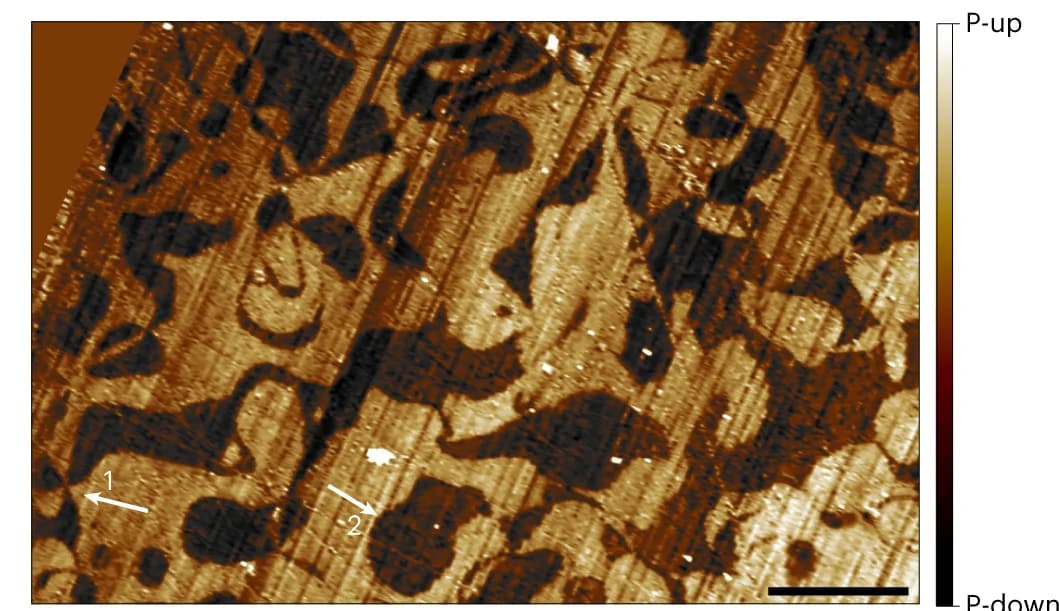 Open access visualization of Microscopy, Out-of-plane PFM, YMnO3, Topographic Cross-talk, Vortex Domain