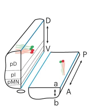 Open access visualization of Illustration, Cellular Shapes, Clonal Shapes, Apical Surface, Neural Tube