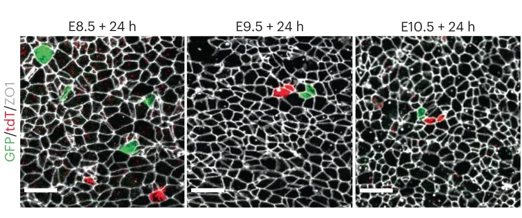 Open access visualization of Microscopy, MADM Clones, Induction, Scale Bars