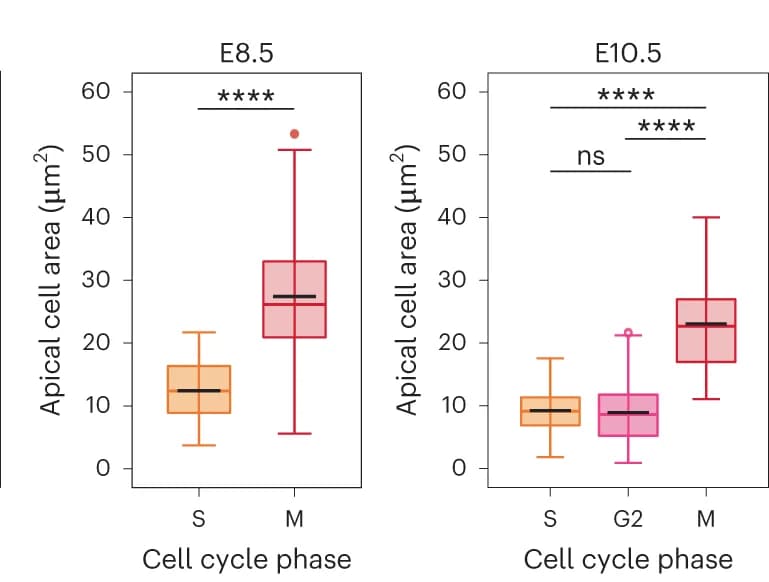 Open access visualization of Box Plot, Cell Cycle, Apical Area, Statistical Analysis