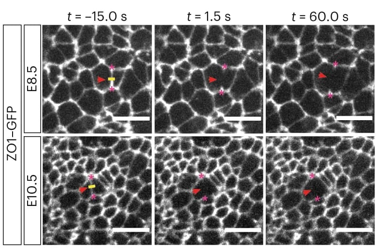 Open access visualization of Microscopy, Laser Ablation, Apical Junctions, Vertex Tracking, Recoil Velocity