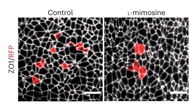 Open access visualization of Microscopy, Confetti Clones, Embryo Culture, Immunostaining, ZO1