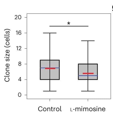 Open access visualization of Box Plot, Clone Size, Quantification, MannWhitney Test, Box Plots