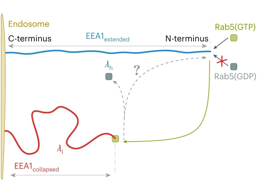 Open access visualization of Workflow, Flowchart, Illustration, EEA1, Rab5