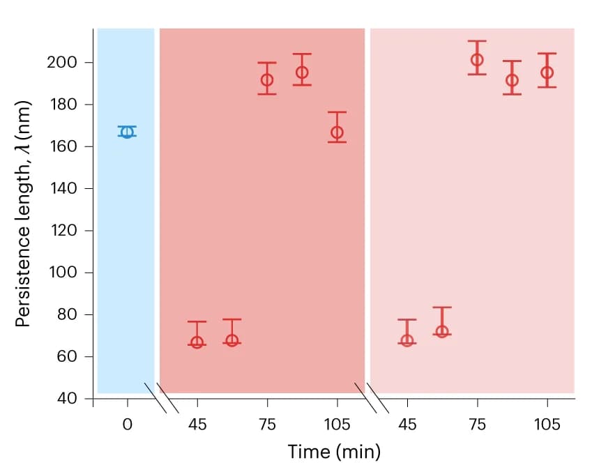 Open access visualization of Scatter Plot, Error Bars, Persistence Length, EEA1, Rab5(GTP)