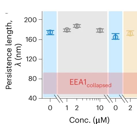 Open access visualization of Scatter Plot, Error Bars, Persistence Length, EEA1, Rab5(GDP)
