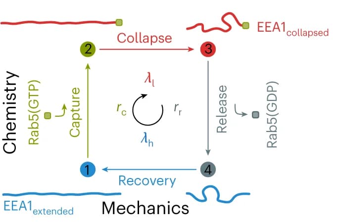 Open access visualization of Workflow, Flowchart, Rab5, EEA1, GTPase