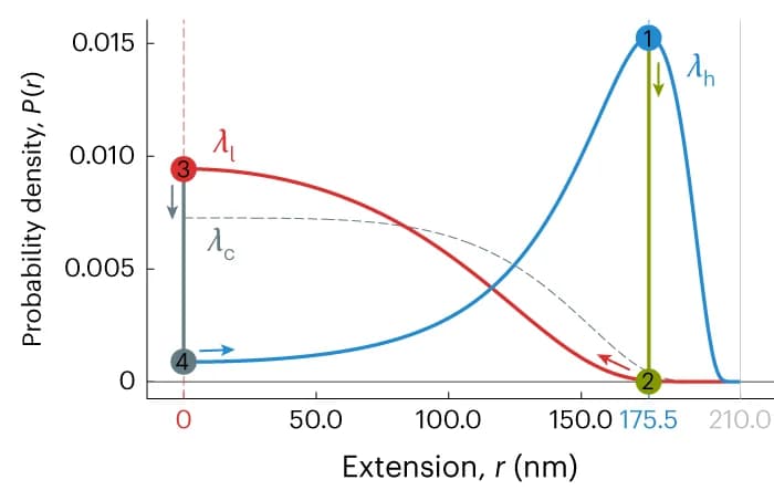 Open access visualization of Line Plot, Probability density, Persistence length, Tether extension, Constant-length ensemble