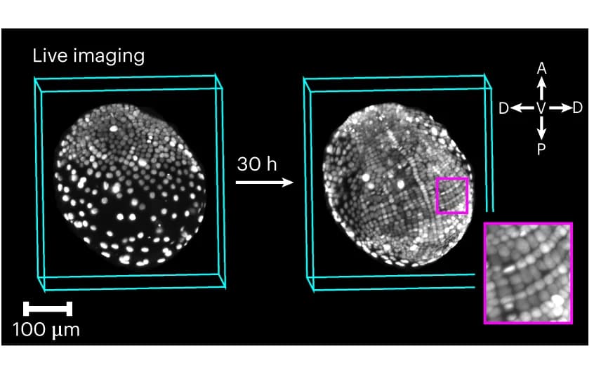 Open access visualization of Microscopy, Light-Sheet Microscopy, Embryo, Imaging