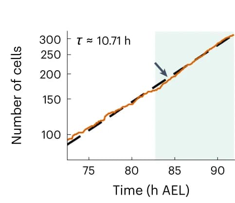 Open access visualization of Line Plot, Cell Number, Tissue Region, Embryo, Cell Doubling Time
