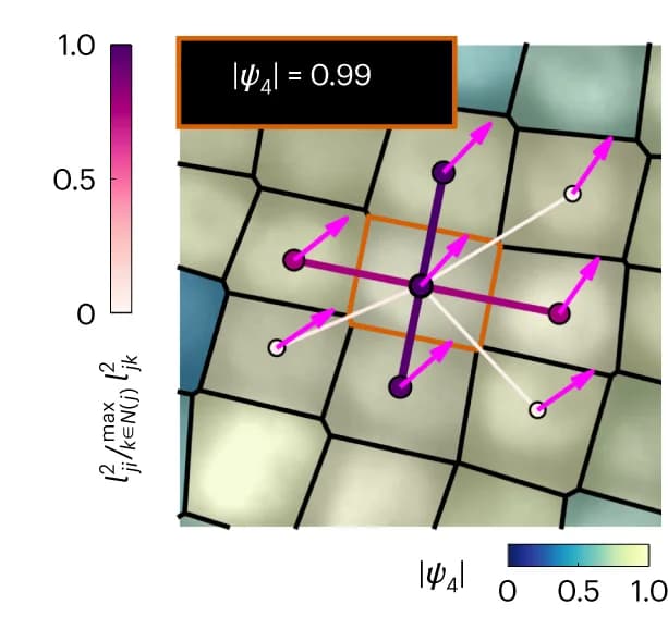 Open access visualization of Illustration, Single-Cell Order Parameter, Cells, Order Parameter, Ordered Cell