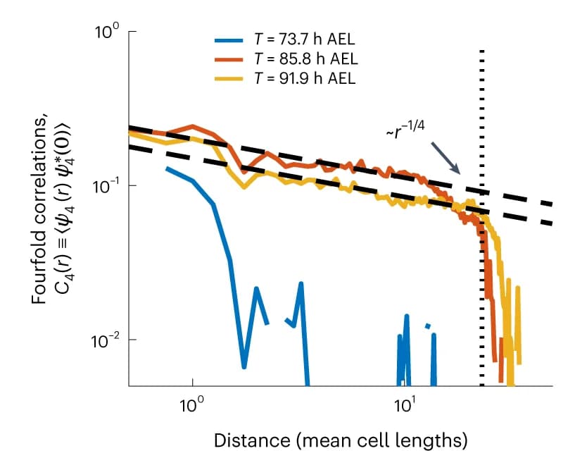 Open access visualization of Line Plot, Orientational Order Parameter, Embryo, Orientational Correlations