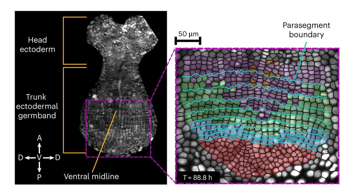 Open access visualization of Microscopy, Parasegment Formation, Cell Proliferation, Trunk Ectoderm, Germband