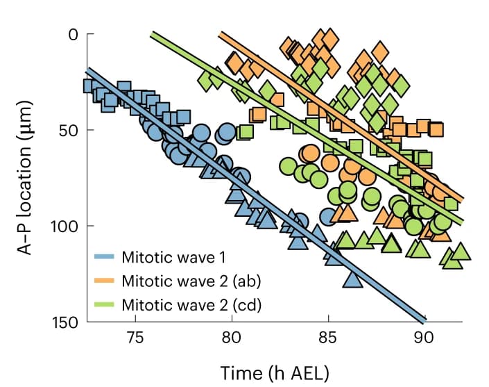 Open access visualization of Scatter Plot, Regression Plot, Mitotic Wave, Cell Division, Embryo