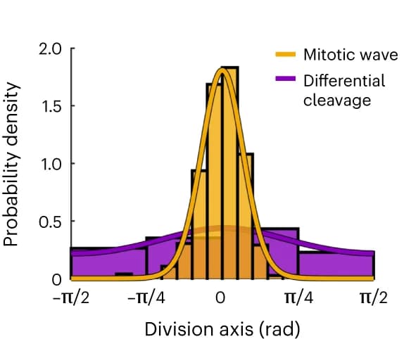 Open access visualization of Histogram, Line Plot, Density Plot, Cell Division, Division Axes