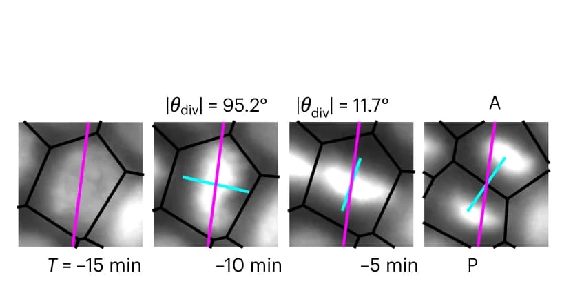 Open access visualization of Microscopy, Nucleus, Cell Division, Division Axis, Cell Reorientation