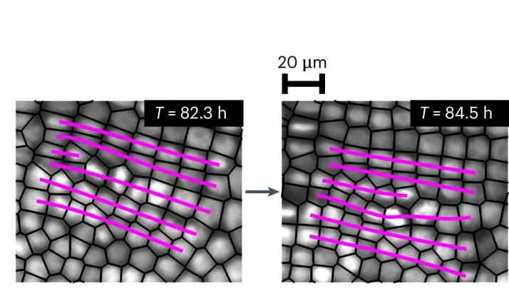 Open access visualization of Microscopy, Cell Division, Defect Climb, Parasegment