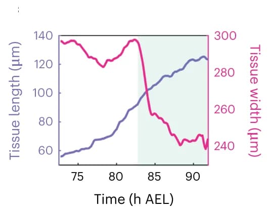 Open access visualization of Line Plot, Tissue length, A-P axis, Tissue width, D-V axis
