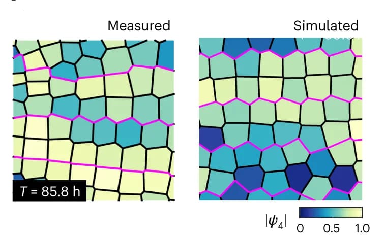 Open access visualization of Heatmap, Cell Geometry, Fourfold Order, Data, Simulation