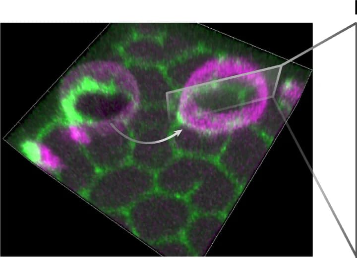 Open access visualization of Microscopy, 3D Image, Liposome, Min Protein, Motion