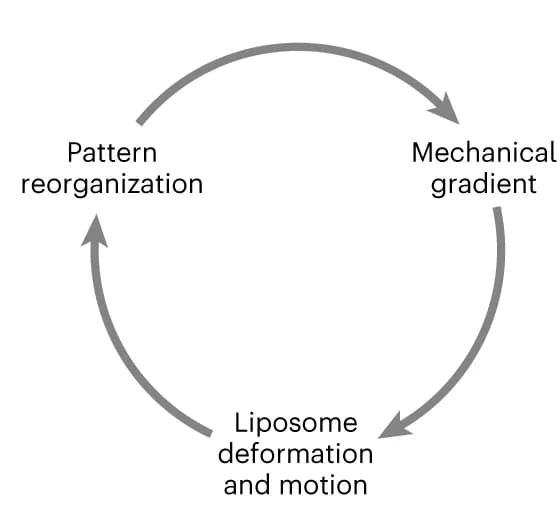 Open access visualization of Workflow, Flowchart, Mechanochemical Feedback, Liposome, Motion