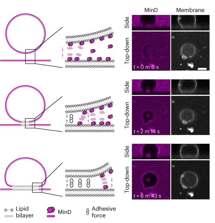 Open access visualization of Illustration, Microscopy, Liposome Flattening, SLBs, MinD