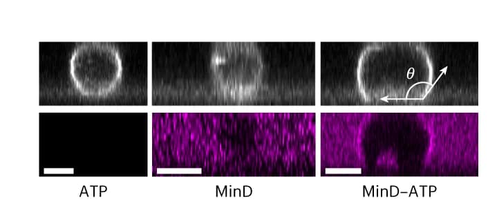 Open access visualization of Microscopy, Liposome Flattening, MinD, ATP, Fluorescence Microscopy
