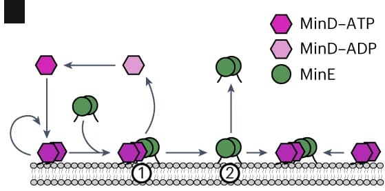 Open access visualization of Workflow, Flowchart, Illustration, MinE Binding Model, MinD