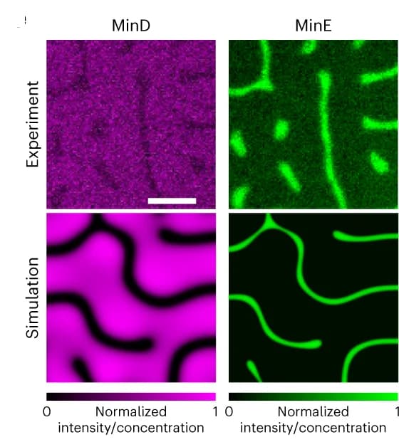 Open access visualization of Microscopy, MinD Protein Patterns, MinE Protein Patterns, Protein Concentration, Fluorescence Intensity