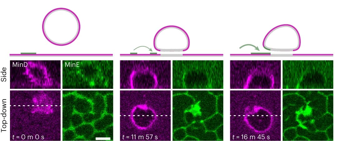 Open access visualization of Microscopy, MinD Fluorescence, MinE Fluorescence, SLB, Liposome-SLB Contact Edges
