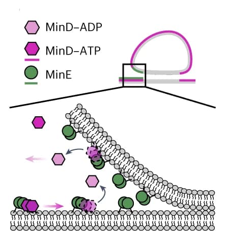 Open access visualization of Illustration, SLB, Liposome Lipid Bilayers, Protein Concentration Fluxes, Protein Binding