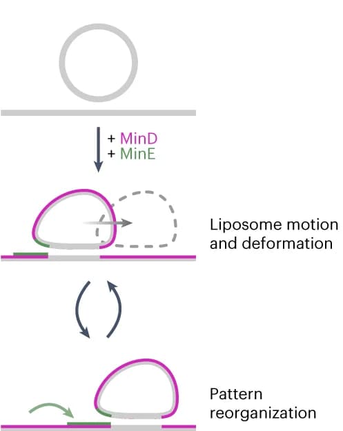 Open access visualization of Workflow, Flowchart, Illustration, Liposome, Min Proteins