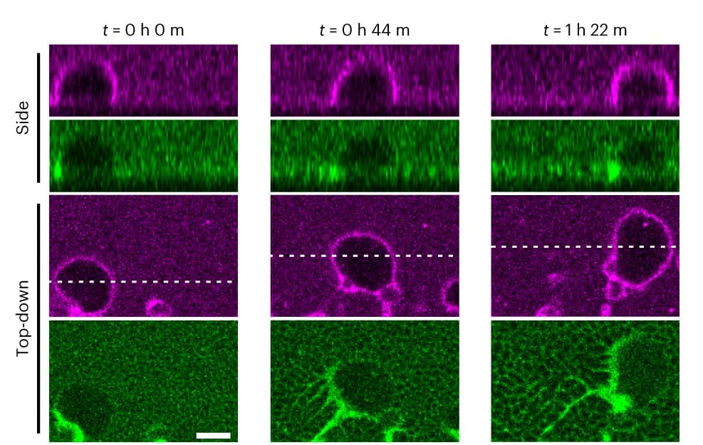 Open access visualization of Microscopy, Liposome Motion, 3D Images, Tris, KCl