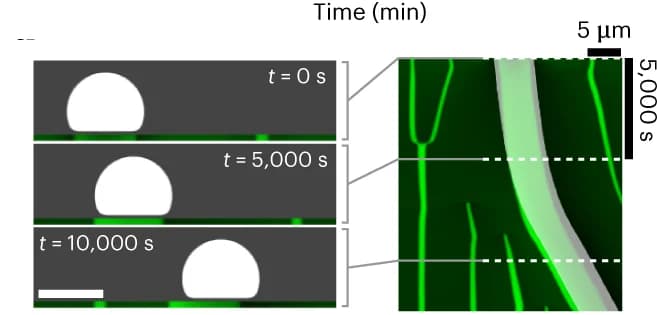 Open access visualization of Microscopy, Protein Pattern, Liposome Motion, 2D Phase-Field Simulation, MinE