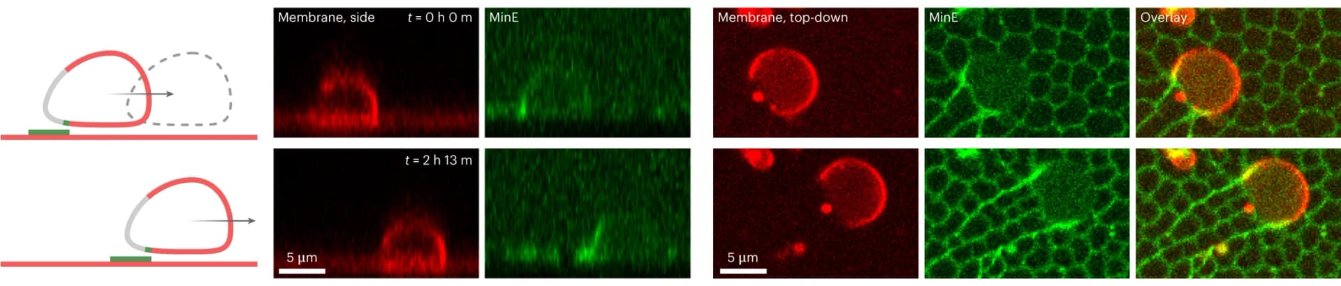 Open access visualization of Microscopy, Illustration, Liposomes, SLBs, Lipid-ordered domain
