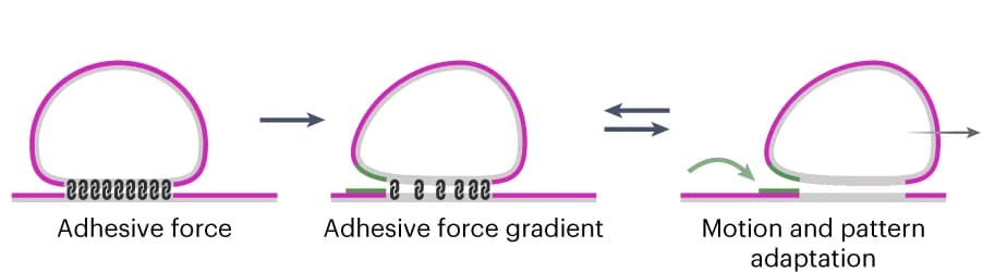 Open access visualization of Workflow, Flowchart, Illustration, Force Generation Mechanisms, MinD