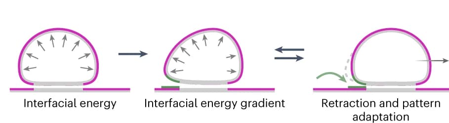 Open access visualization of Workflow, Illustration, MinE, Liposome Deformation, Membrane Surface Tension