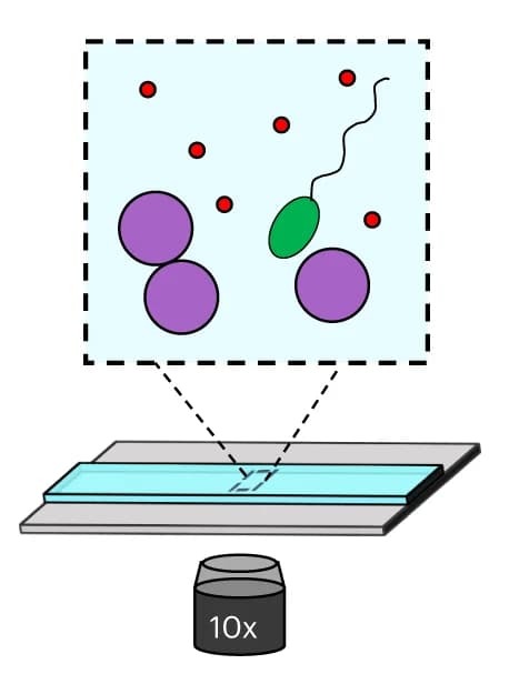 Open access visualization of Microscopy, Experimental Setup, Colloidal Beads, Depletant, E. Coli