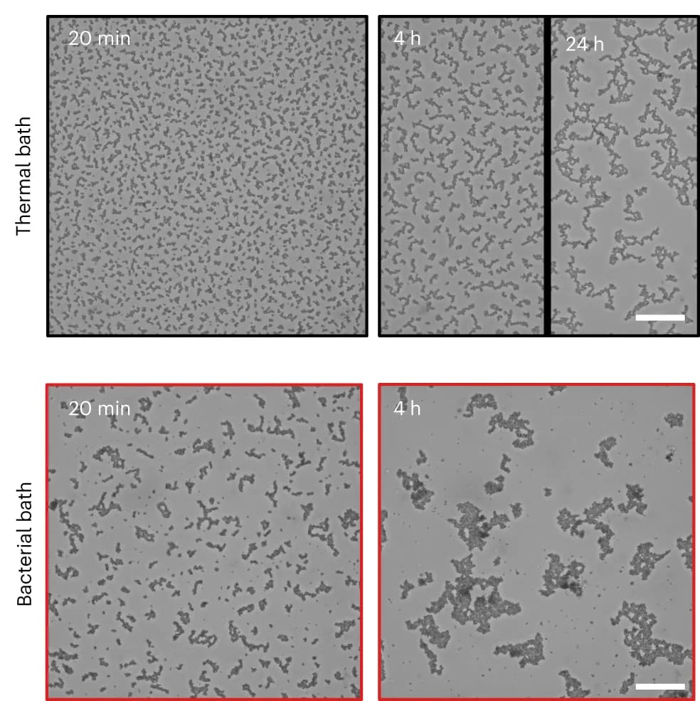 Open access visualization of Microscopy, Bright-field Images, Colloidal Aggregation, Thermal Bath, Active Bath
