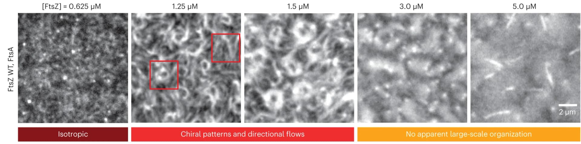 Open access visualization of Microscopy, TIRF micrographs, Alexa488-FtsZ, FtsZ, FtsA