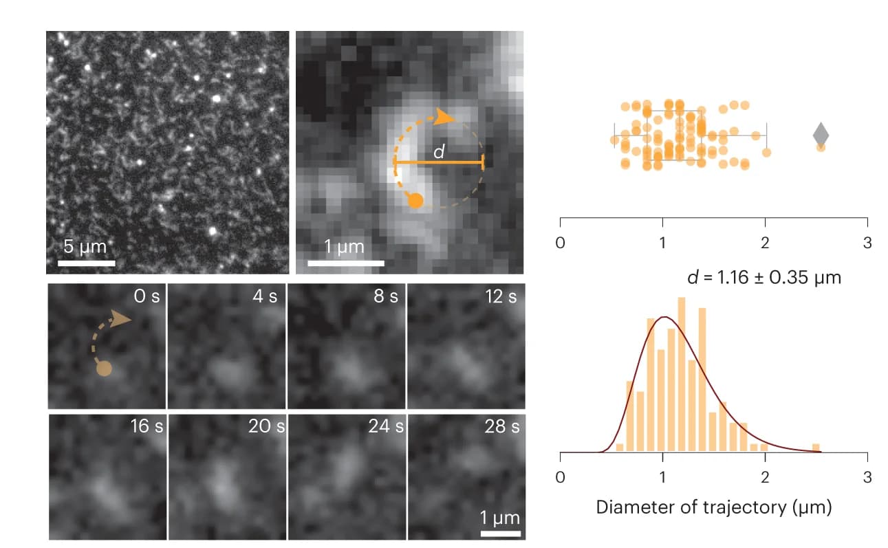Open access visualization of Microscopy, Scatter Plot, Histogram, Density Plot, FtsZ filament