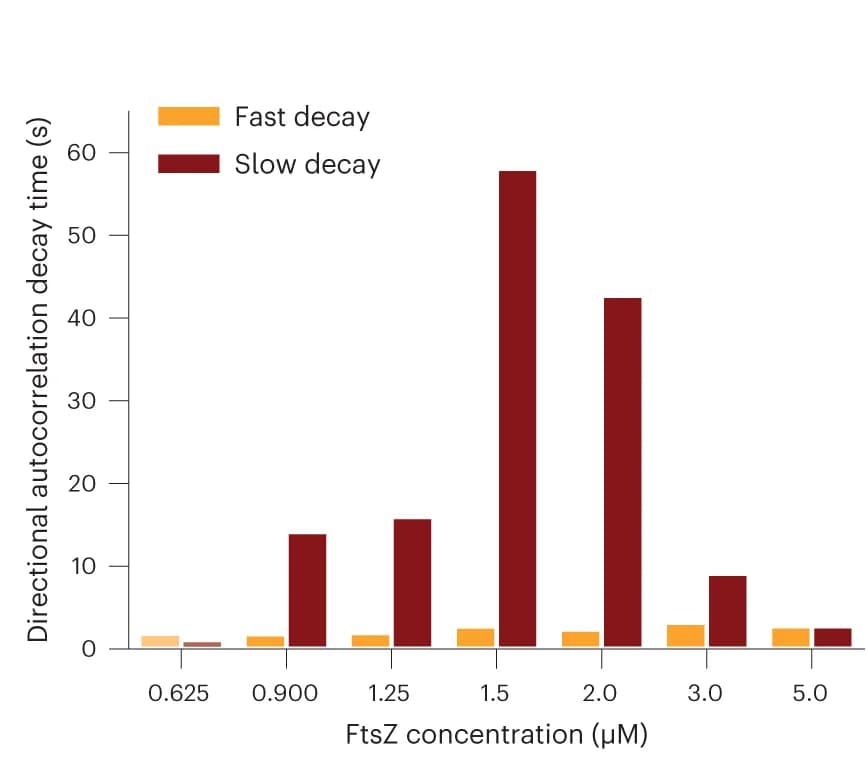 Open access visualization of Clustered, Bar Plot, Decay constants, Biexponential function, Autocorrelation curves